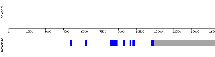 gene structure