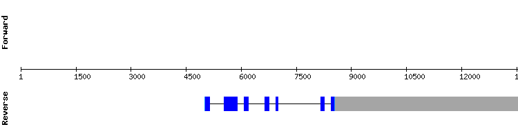 gene structure