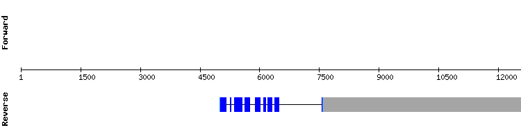 gene structure