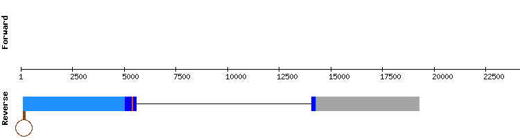 gene structure