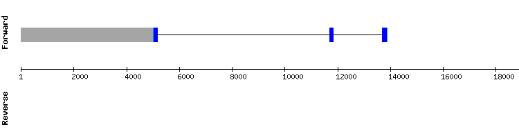 gene structure