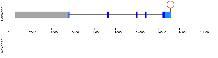 gene structure