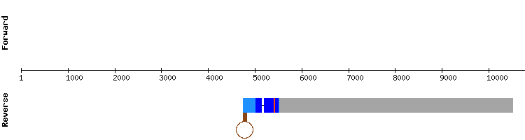 gene structure