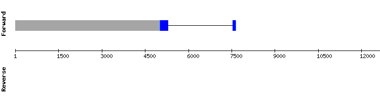 gene structure