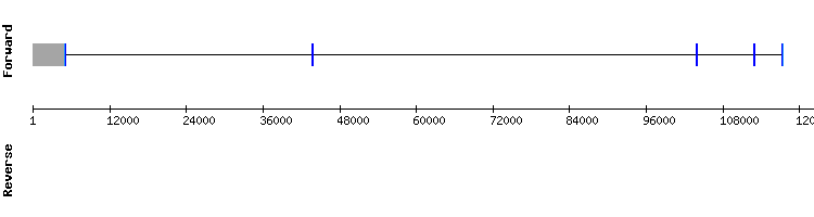 gene structure