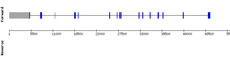 gene structure
