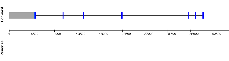 gene structure