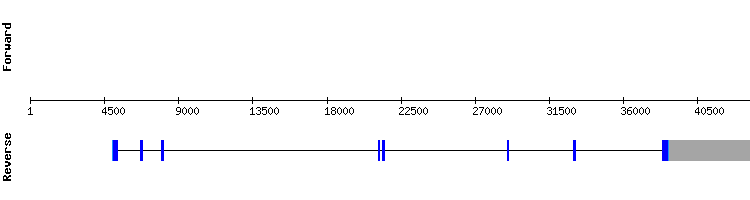 gene structure