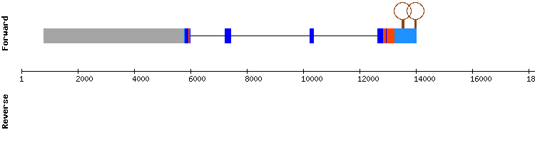 gene structure