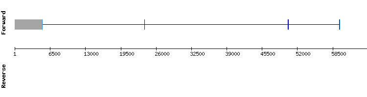 gene structure
