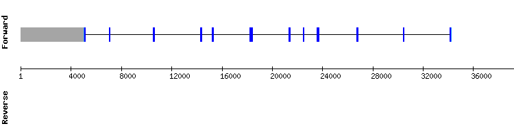 gene structure