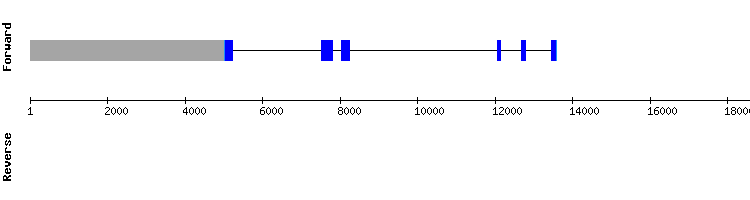 gene structure