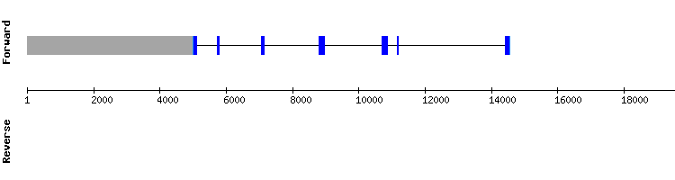 gene structure