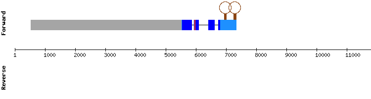 gene structure