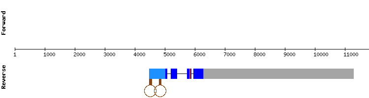 gene structure