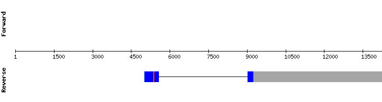 gene structure