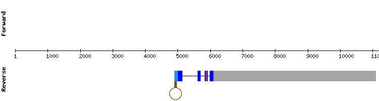gene structure