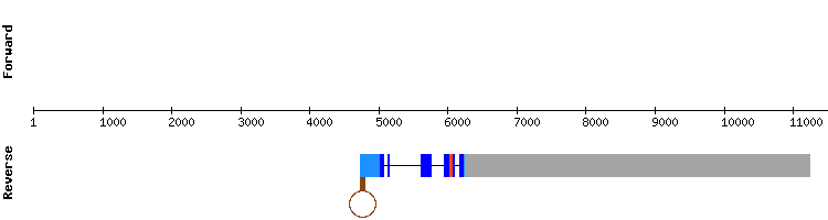 gene structure