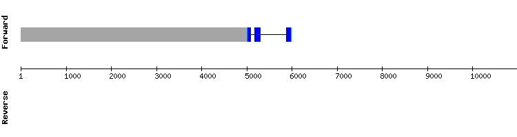 gene structure