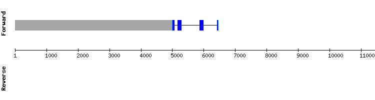 gene structure