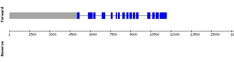 gene structure