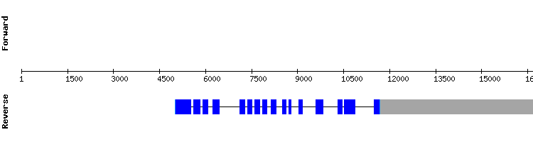 gene structure