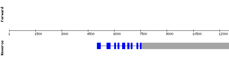 gene structure
