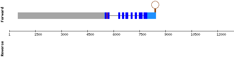 gene structure