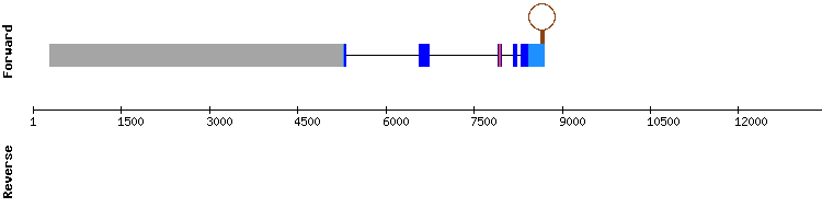 gene structure