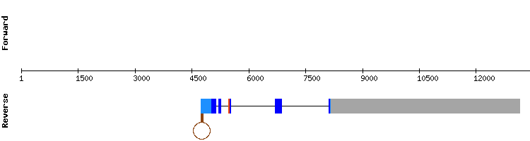 gene structure