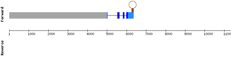 gene structure