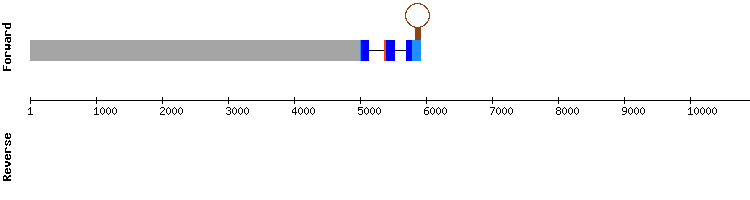 gene structure