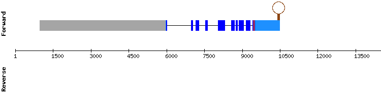gene structure