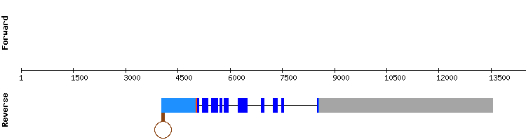 gene structure