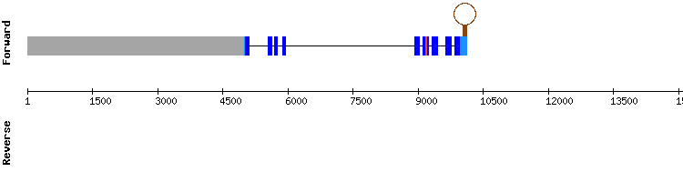 gene structure