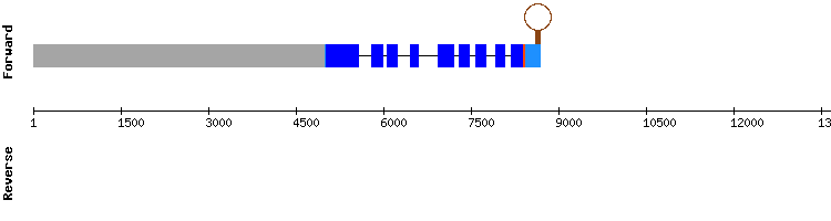 gene structure