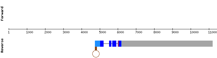 gene structure