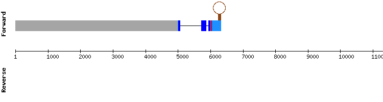 gene structure