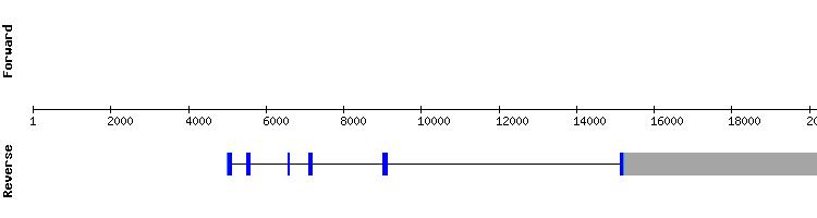 gene structure