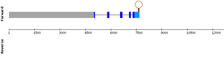 gene structure