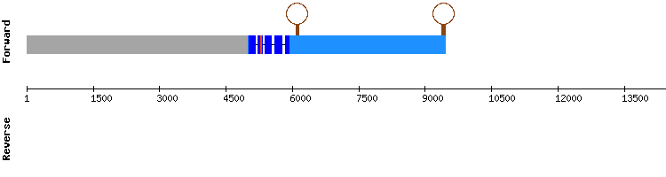 gene structure