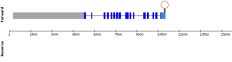 gene structure