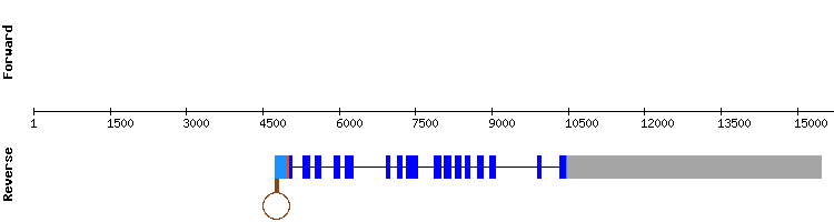 gene structure