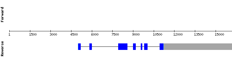 gene structure