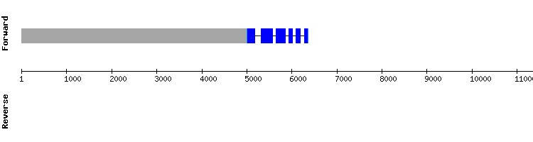 gene structure