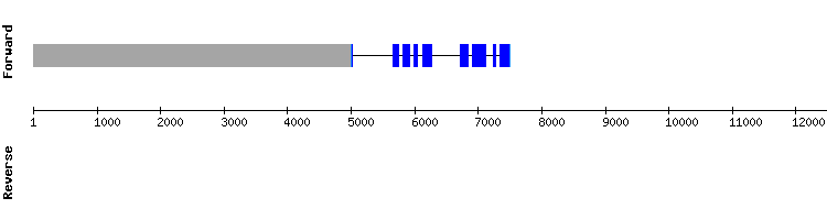 gene structure