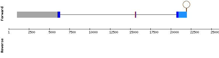 gene structure