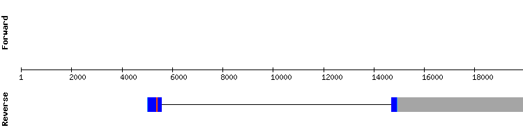 gene structure