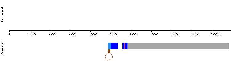 gene structure