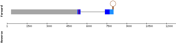 gene structure